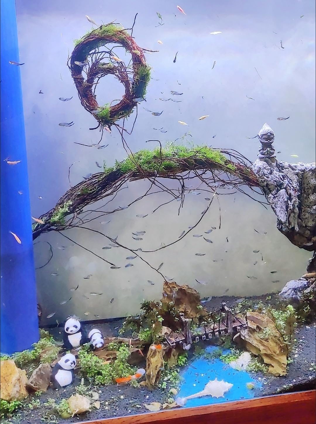 YZHZOM driftwood roots provide shelter for fry and shrimp.