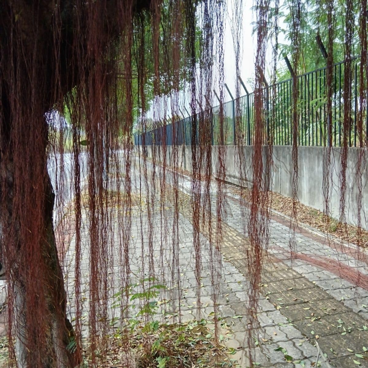 YZHZOM driftwood roots natural color complements aquatic plants.
