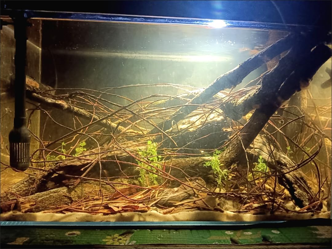 YZHZOM driftwood roots terrarium decor adds earthy realism and function.