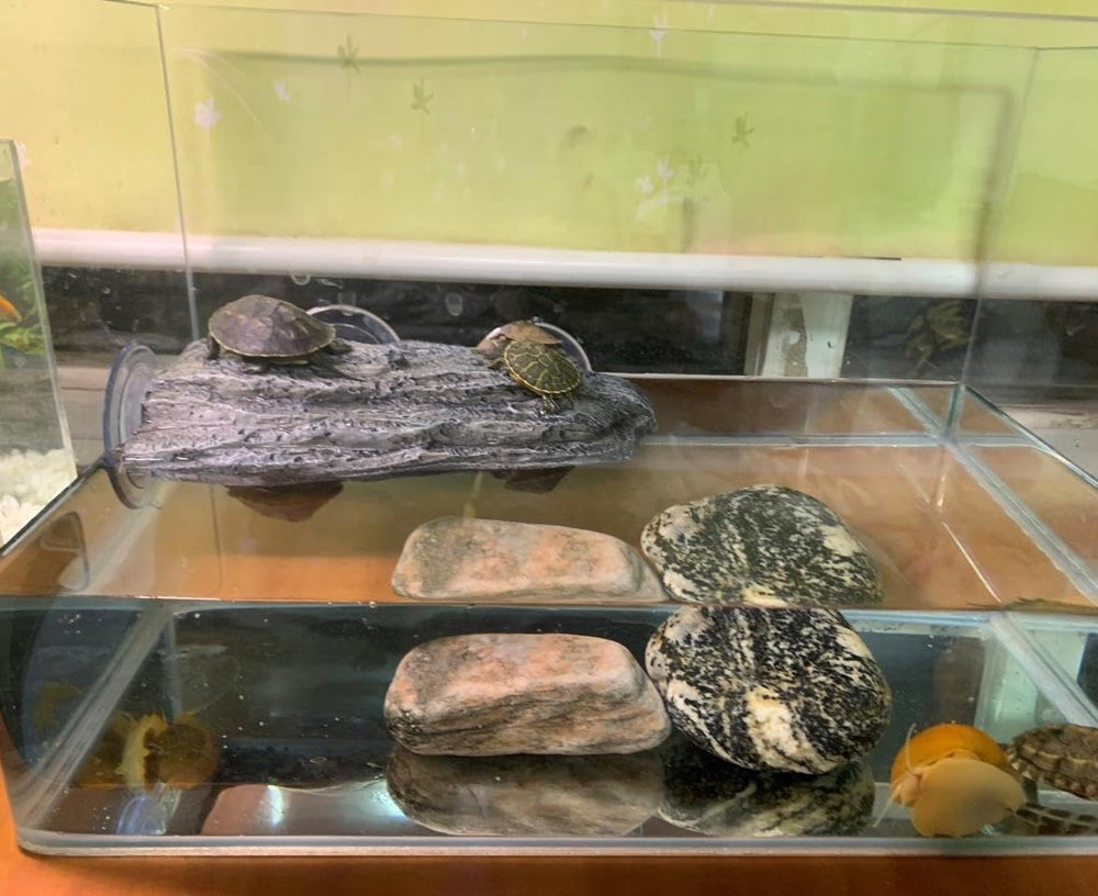 YZHZOM rock-inspired design enhances aquarium aesthetics and basking surface