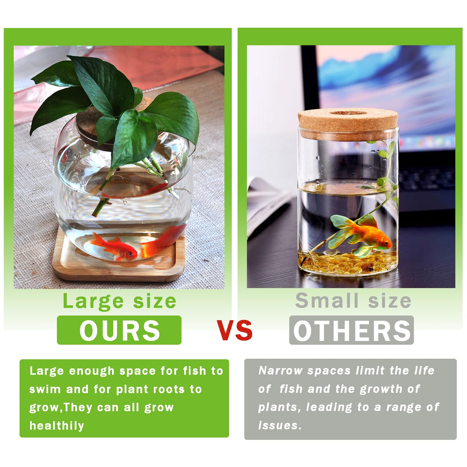 Zaborik Betta Bowl offers 360-degree viewing of aquatic and plant life.