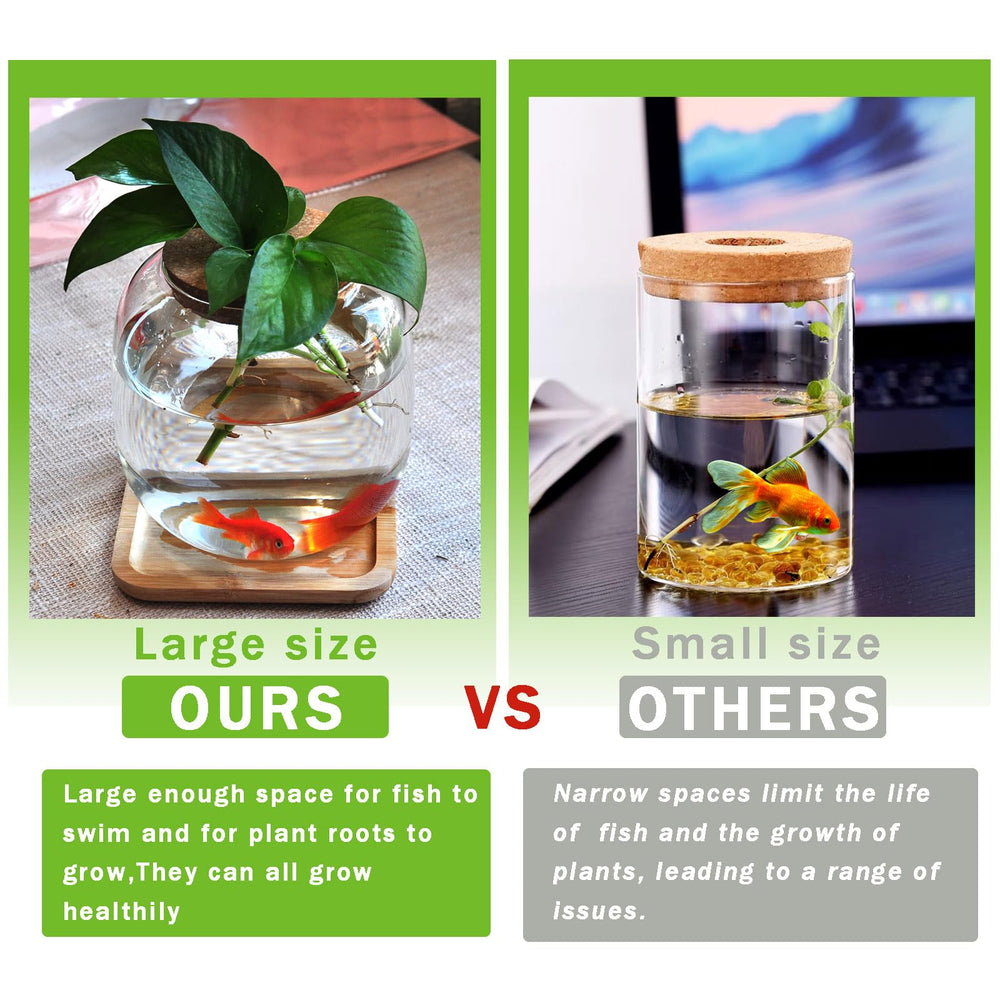 Zaborik Betta Bowl offers 360-degree viewing of aquatic and plant life.