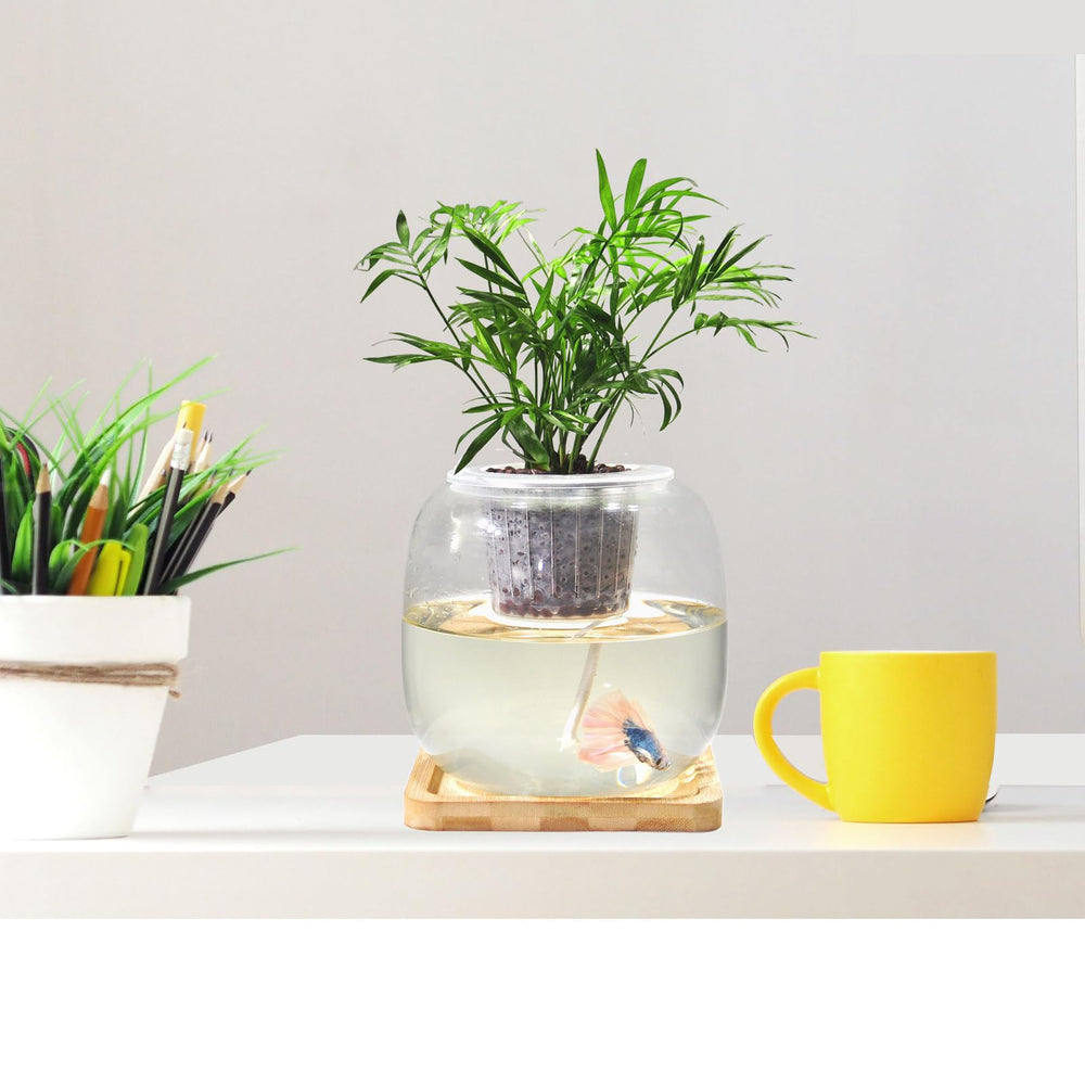 Zaborik betta bowl complete setup includes bowl, base, lid.