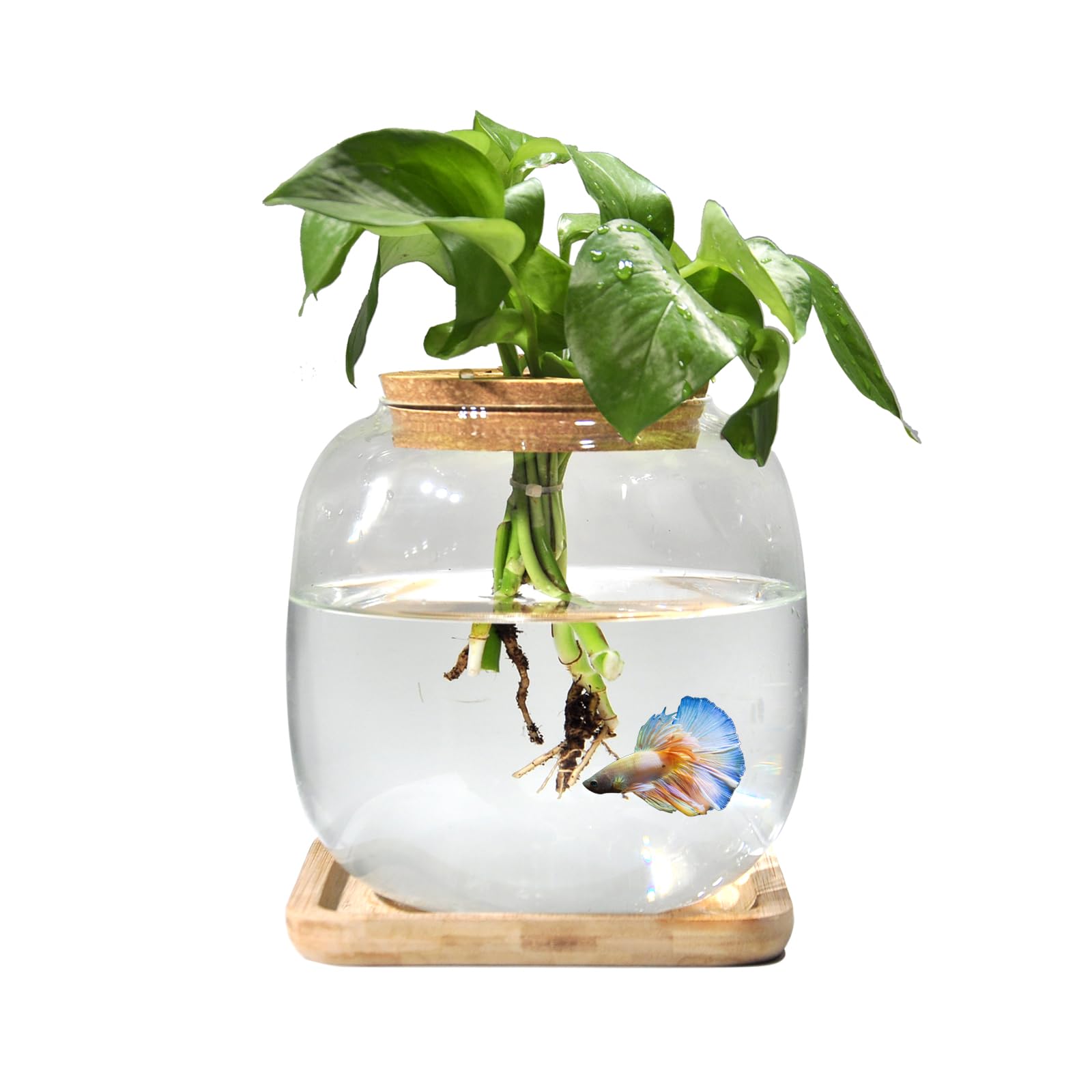 Zaborik Betta Bowl glass 6-inch diameter for compact aquatic display and plant growth.