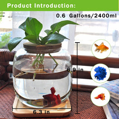 Zaborik Betta Bowl plant propagation station enables hydroponic growth.