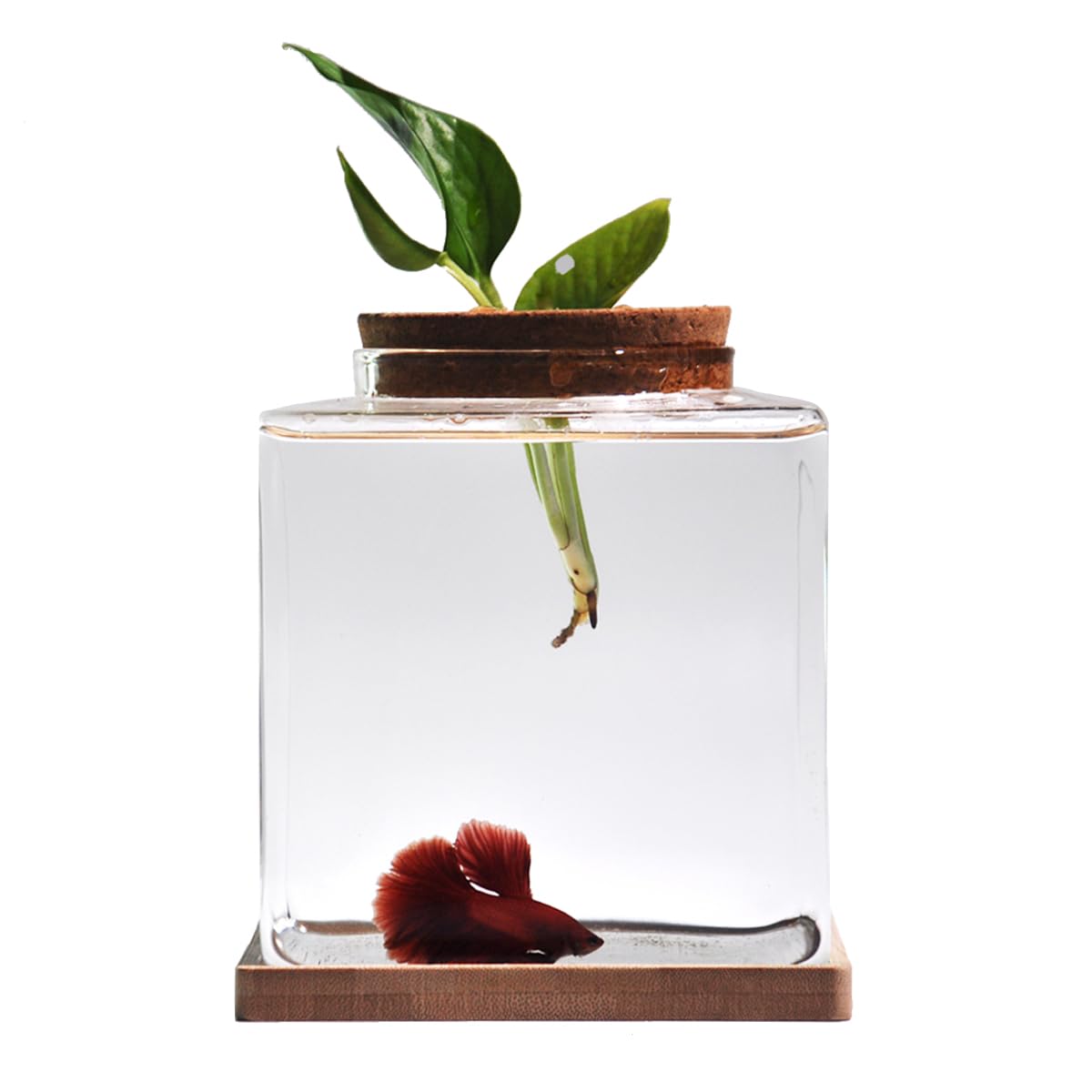 Zaborik desktop Betta tank with wood lid offers a clear view of fish and plants.