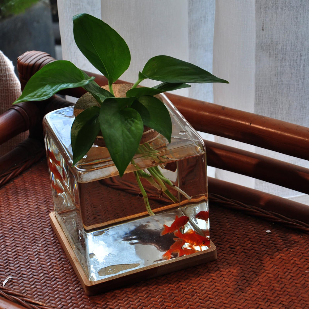 Zaborik gift-ready packaging makes this small tank a thoughtful present.