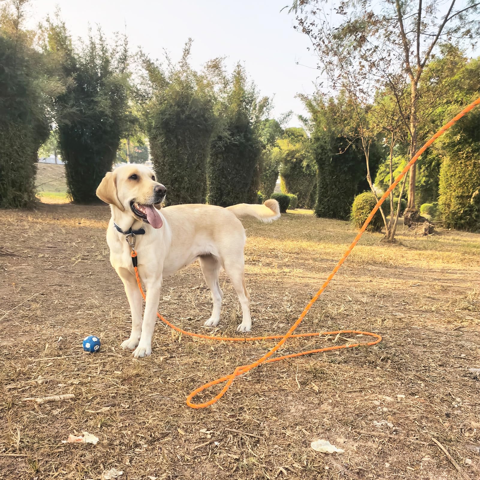 ZALER long dog leash 10ft short lead for controlled indoor sessions.