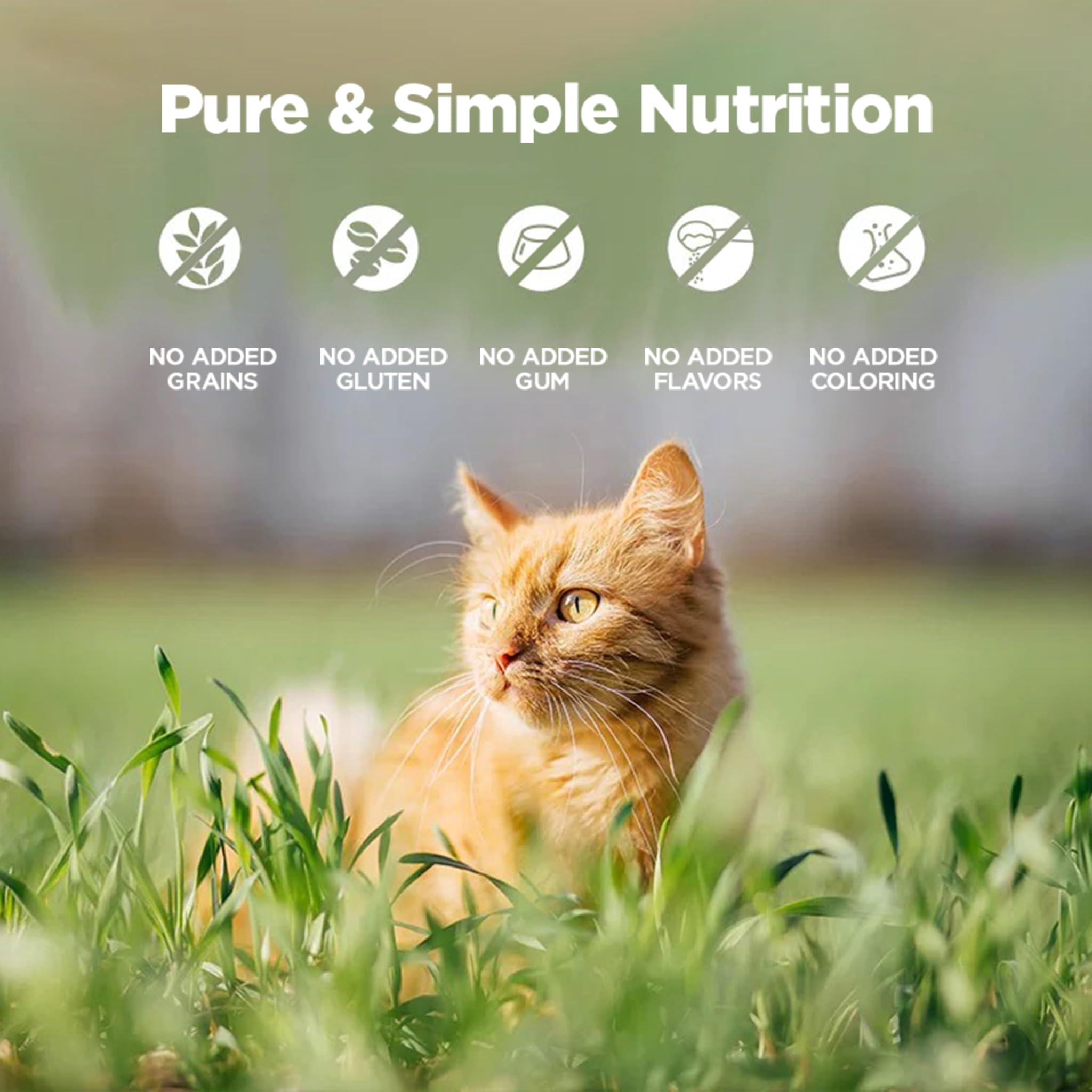 ZEAL grain-free image communicates clean nutrition with no fillers for easy digestion