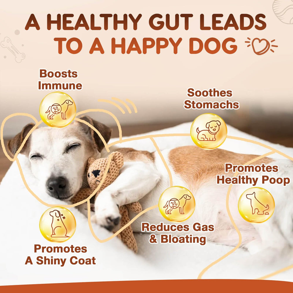 ZEBORA Probiotics for Dogs immune-support blend helps balance gut and immune response.