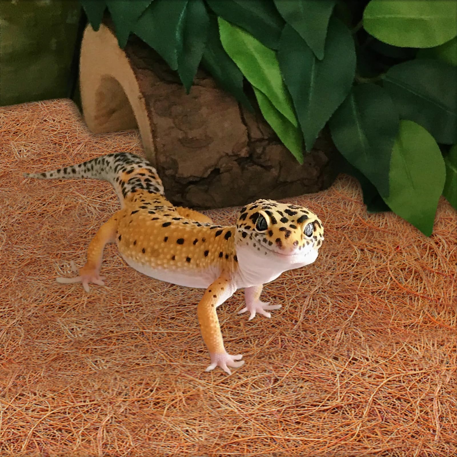 ZeeDix coconut fiber mat versatile for multiple enclosures and uses