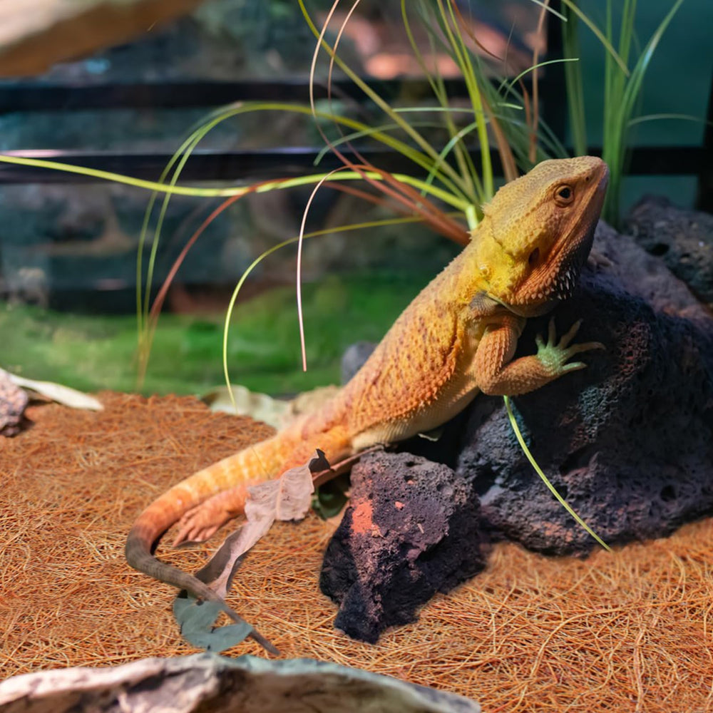 ZeeDix multipurpose terrarium liner for various enclosures