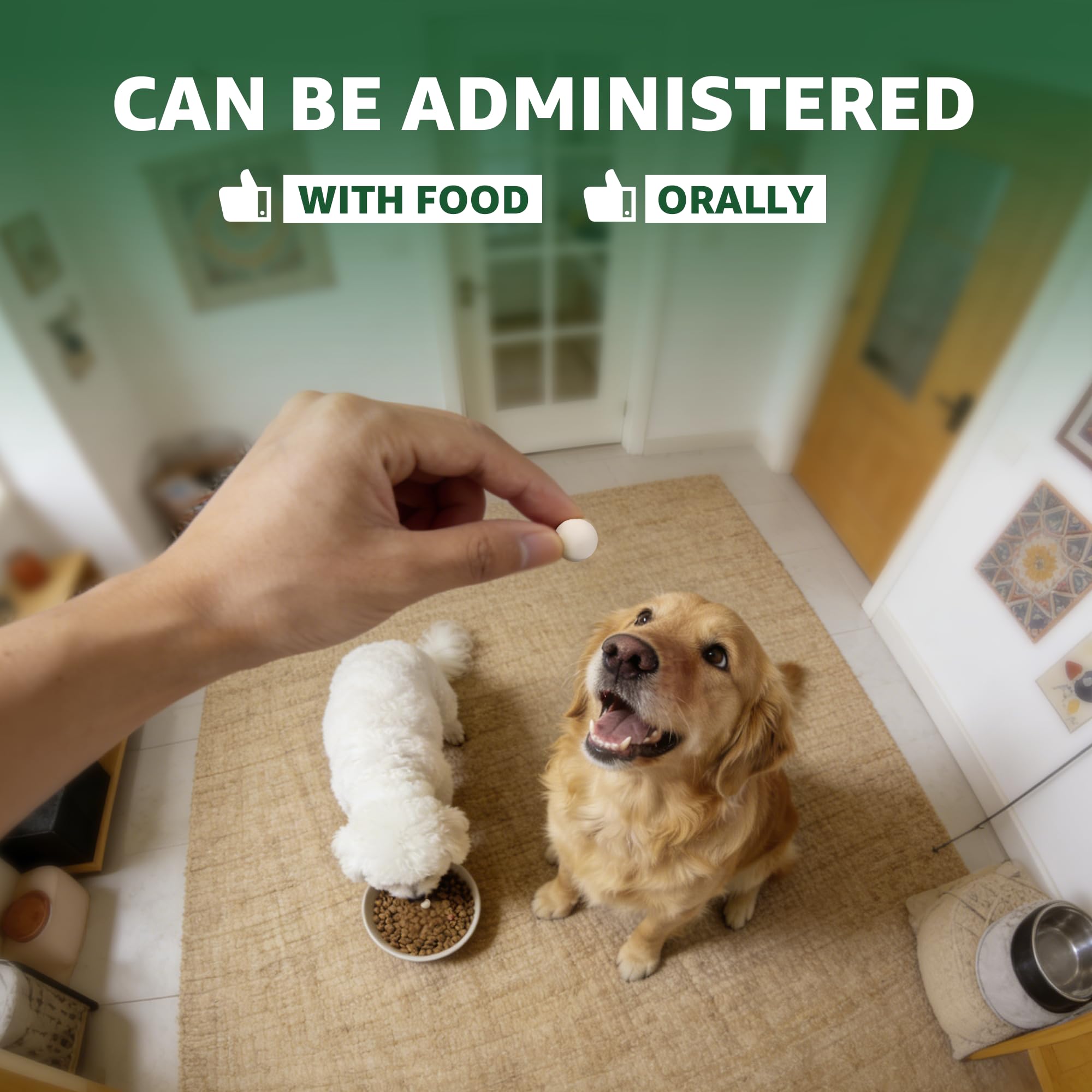 Owner administering Zenectin Dewormer to a dog during routine digestive care
