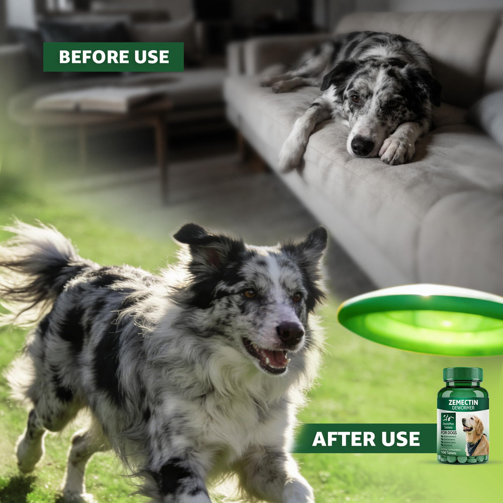 Dosing spoon with Zenectin Dewormer ready for accurate administration to a dog