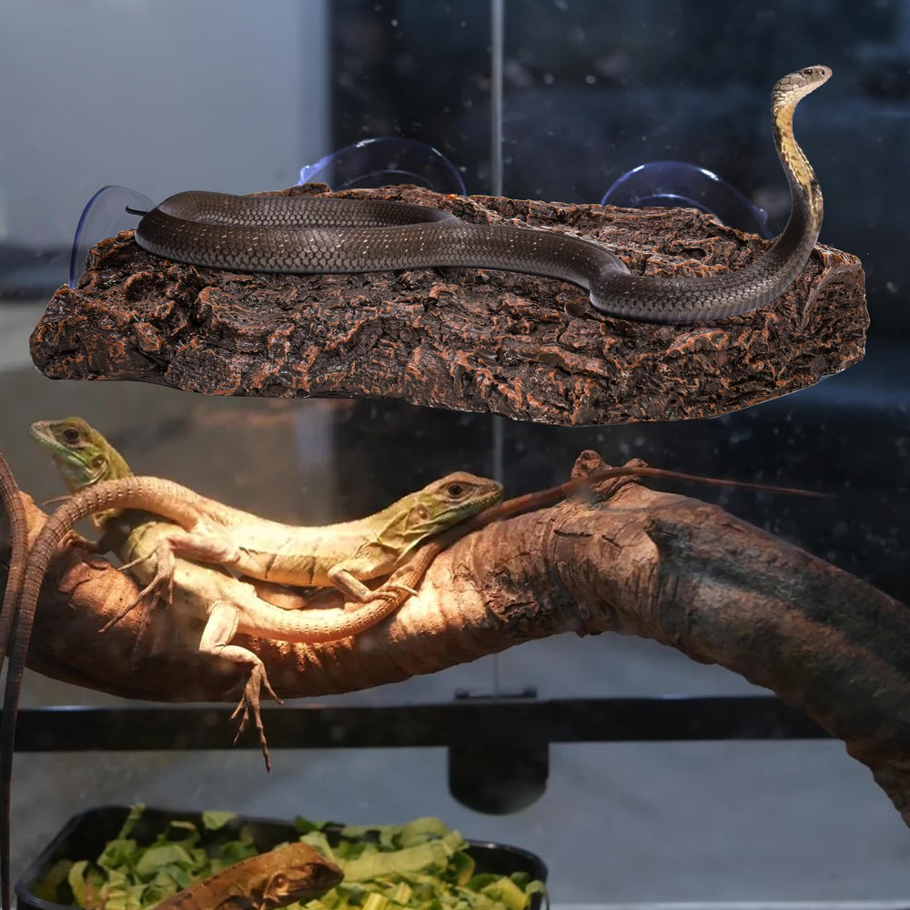 ZENFUN Turtle Platform in use with bearded lizard for enrichment.