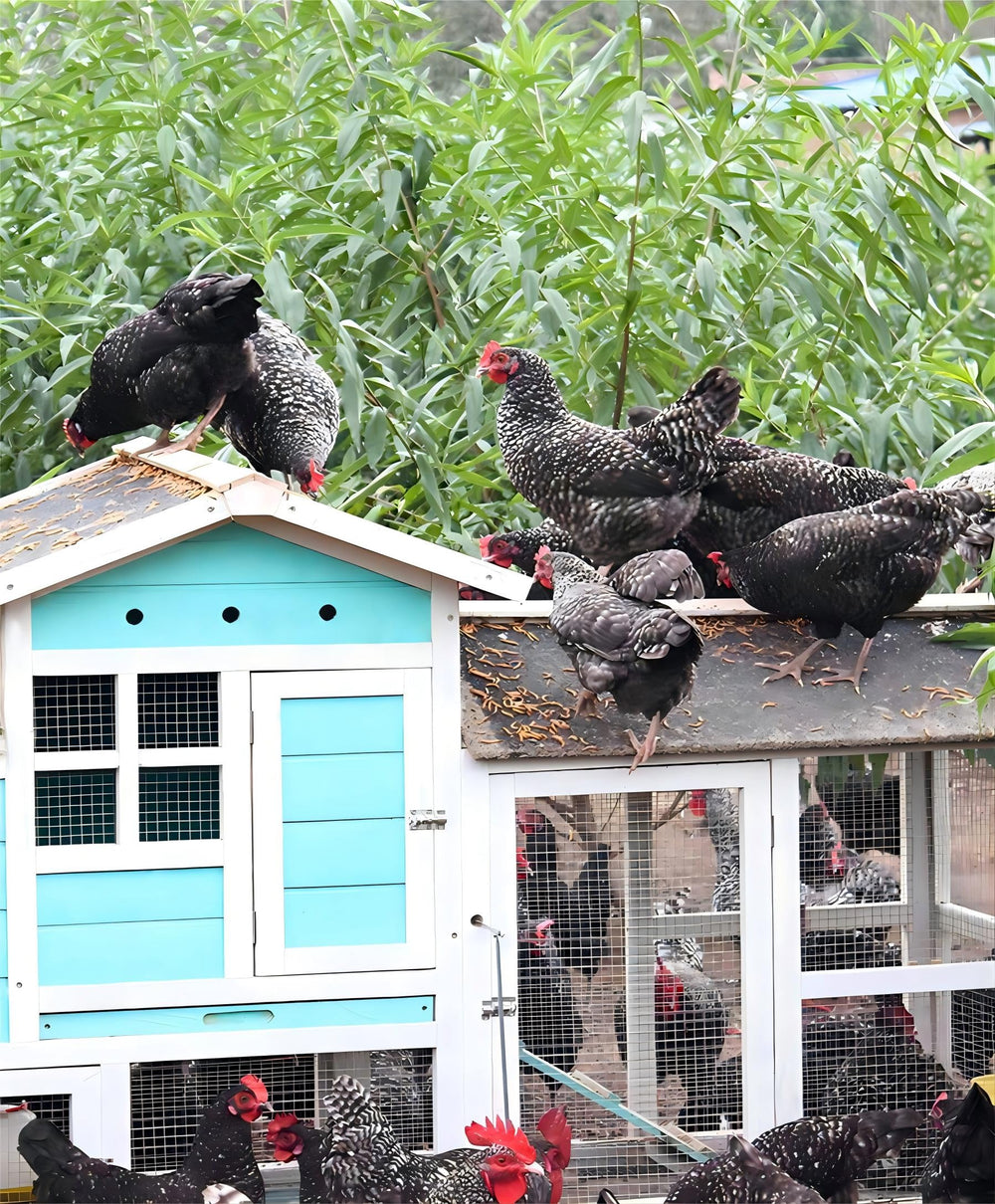 Chickens eagerly pecking ZenithWorks BSF larvae, a tasty protein-rich treat.