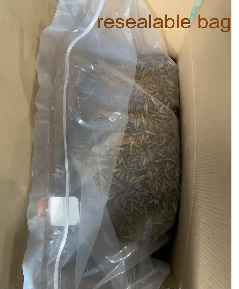 ZenithWorks BSF larvae on shelf in a farm setting, a calcium-rich poultry snack.