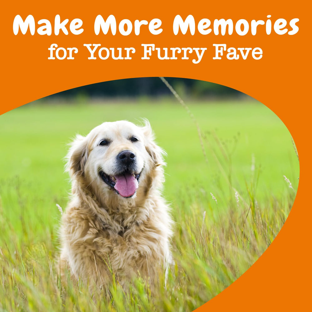 Zesty Paws Advanced Cognition Soft Chews senior dog focus and memory support