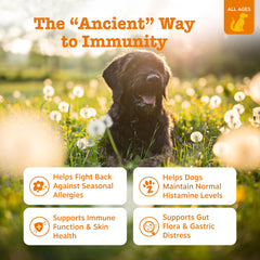 Zesty Paws Ancient Elements packaging display highlighting a 90-count bottle for daily use.