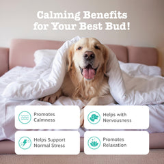 Zesty Paws Calming Chews dog enjoying treat promotes relaxation.