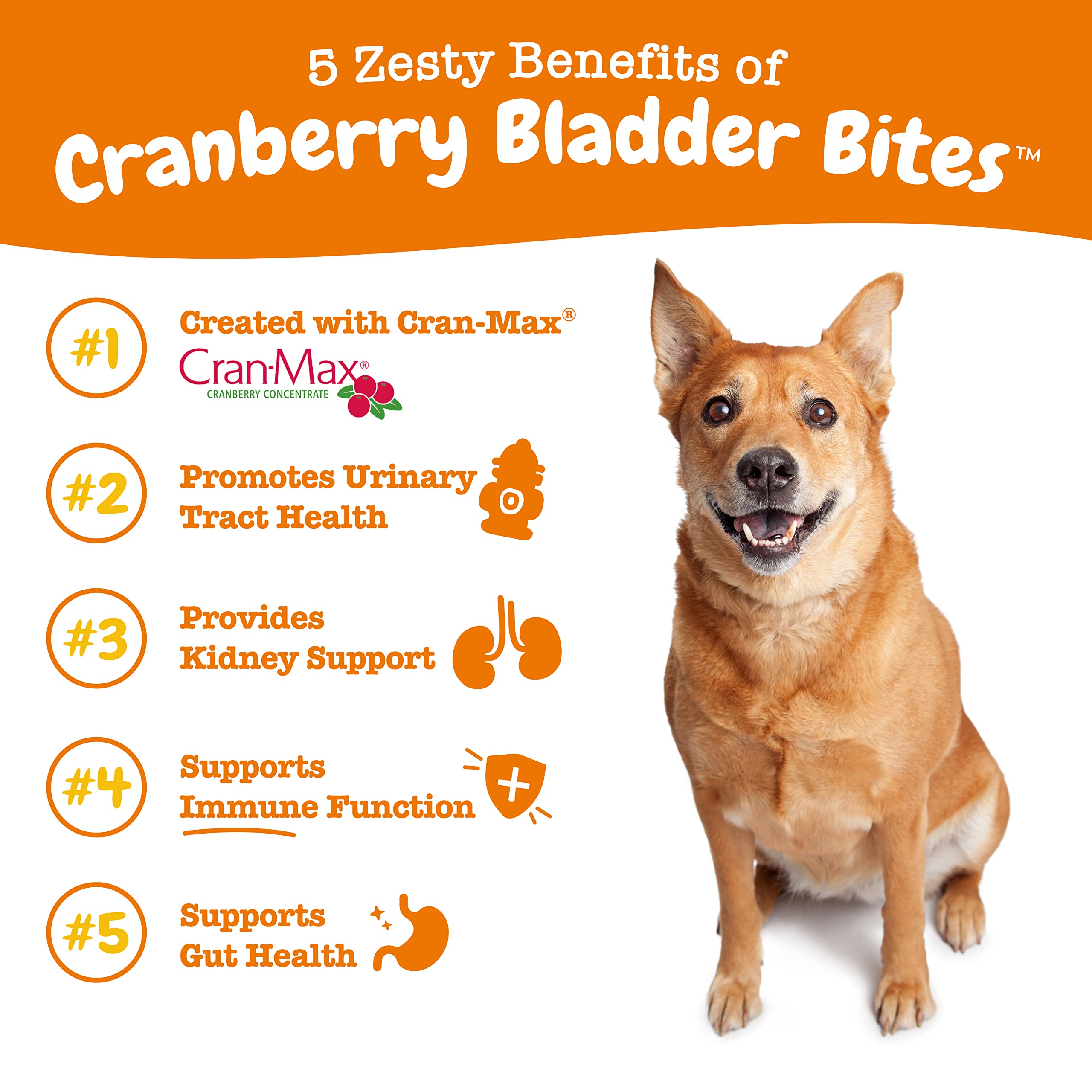 Zesty Paws cranberry chews in bowl for dog wellness and digestion.