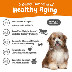 Zesty Paws dog running in yard demonstrates maintained activity with NAD+-driven vitality.