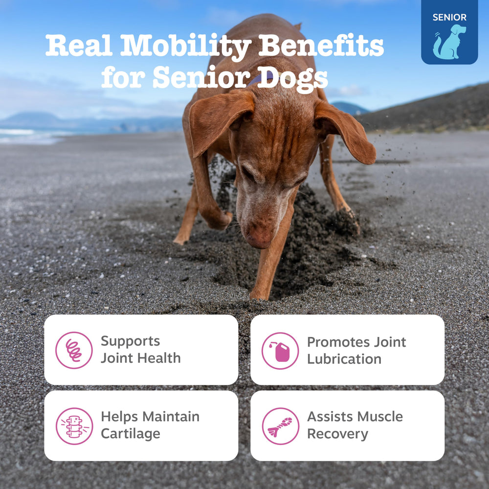 Zesty Paws Mobility Bites soft chews close-up, supports joints for aging dogs
