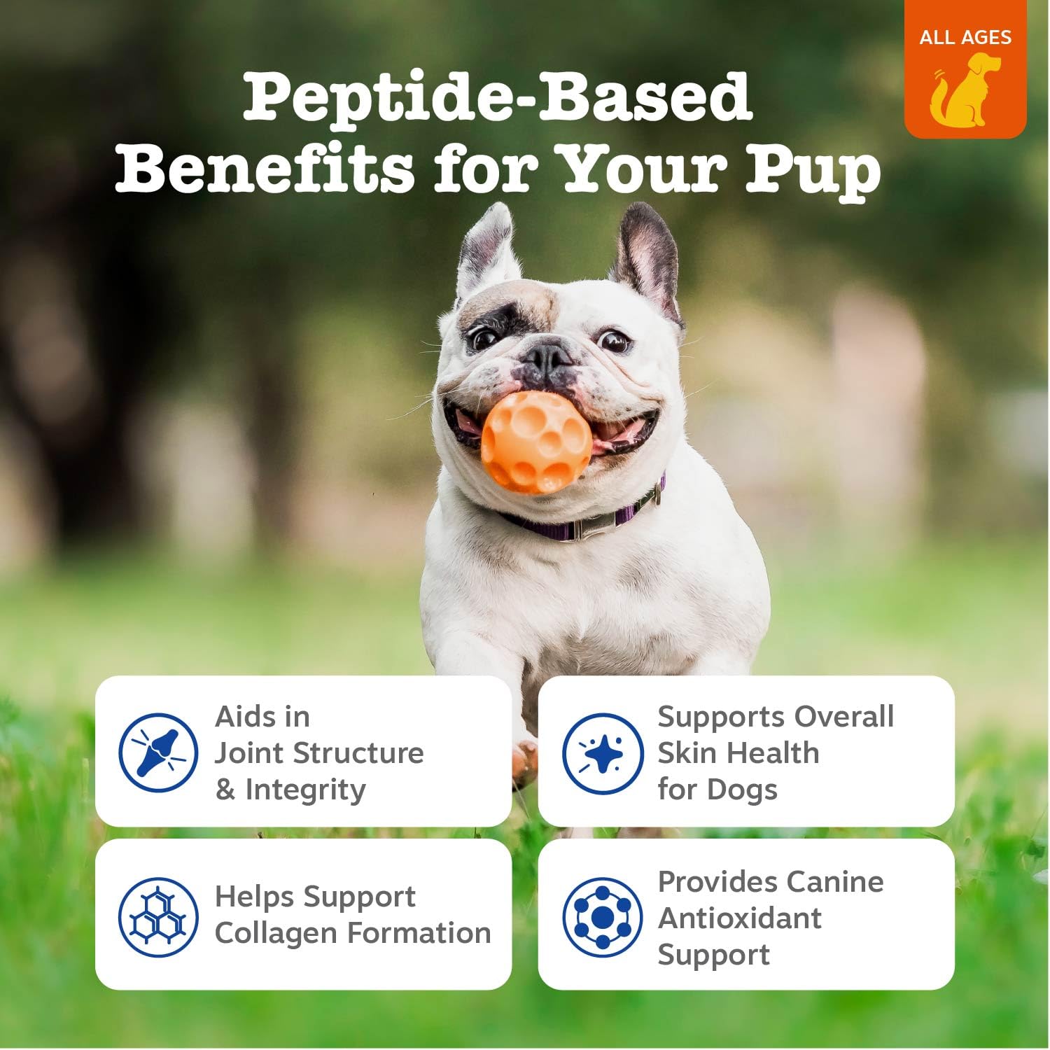 Zesty Paws Multi Collagen Soft Chews with a dog, showcasing mobility-friendly use.