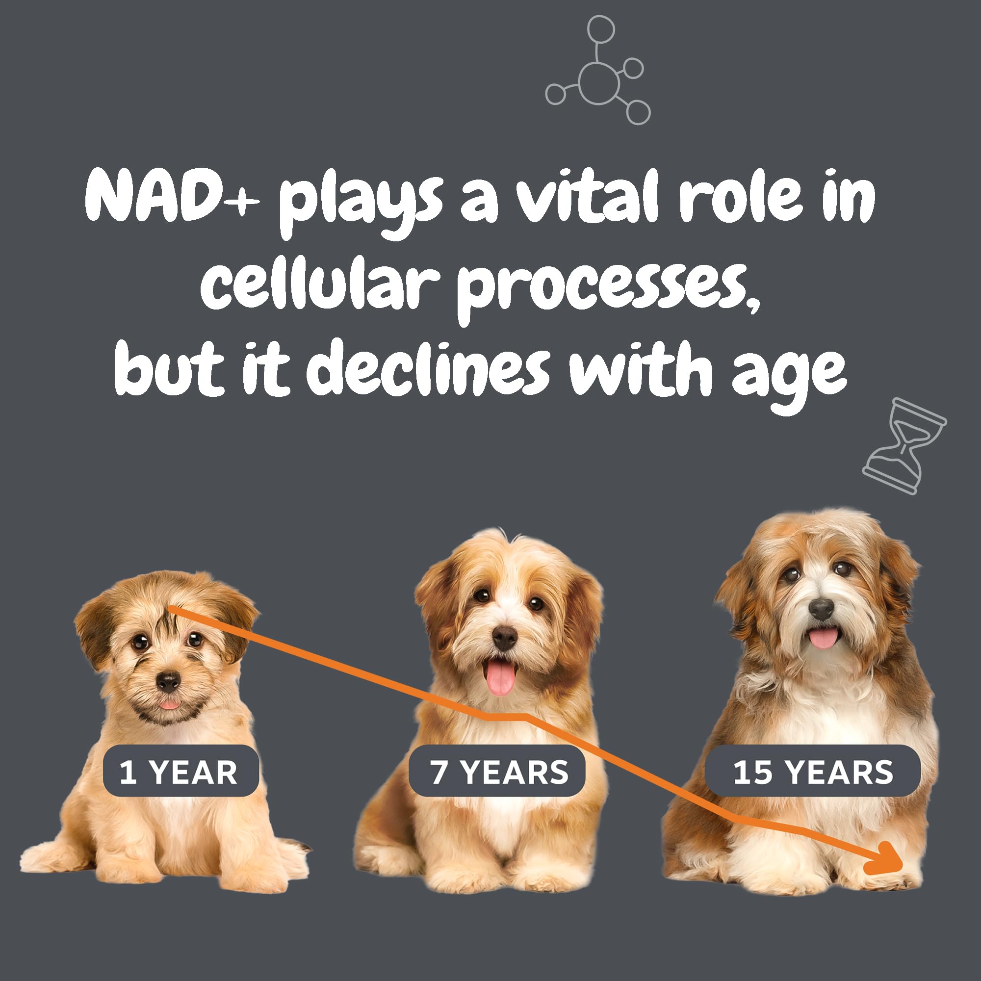 Zesty Paws Niagen ingredient label shows premium NAD+ precursor for energy and cellular function.