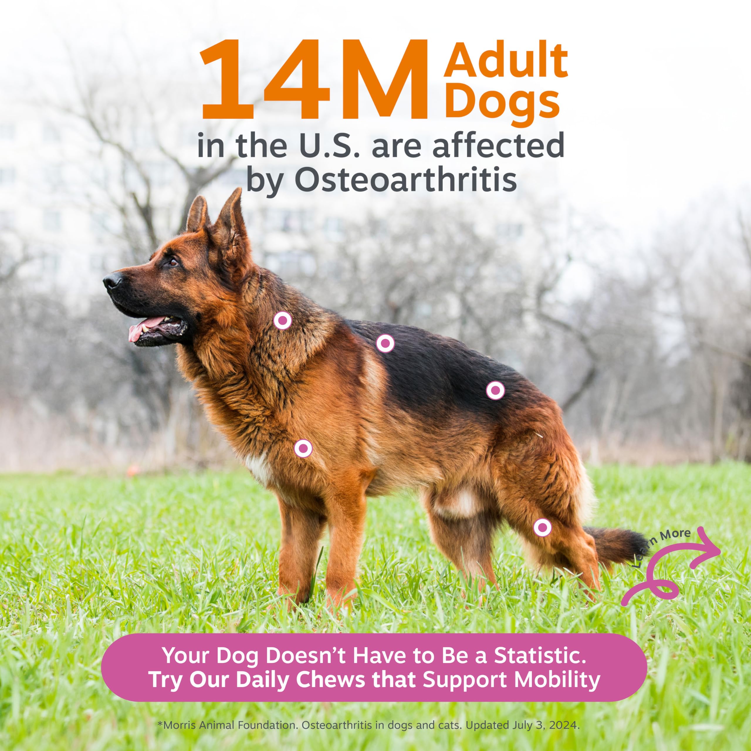 Zesty Paws OptiMSM muscle support for active dogs