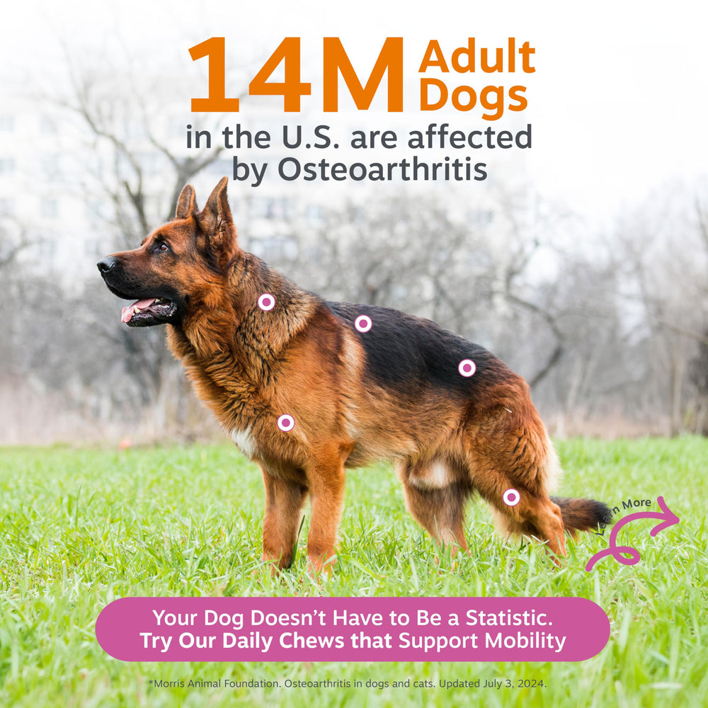 Zesty Paws OptiMSM muscle support for active dogs