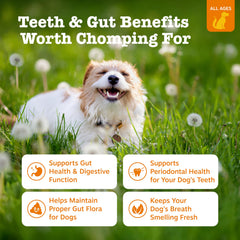 Closeup of Orastix dog sticks emphasizes texture and palatability for daily use.