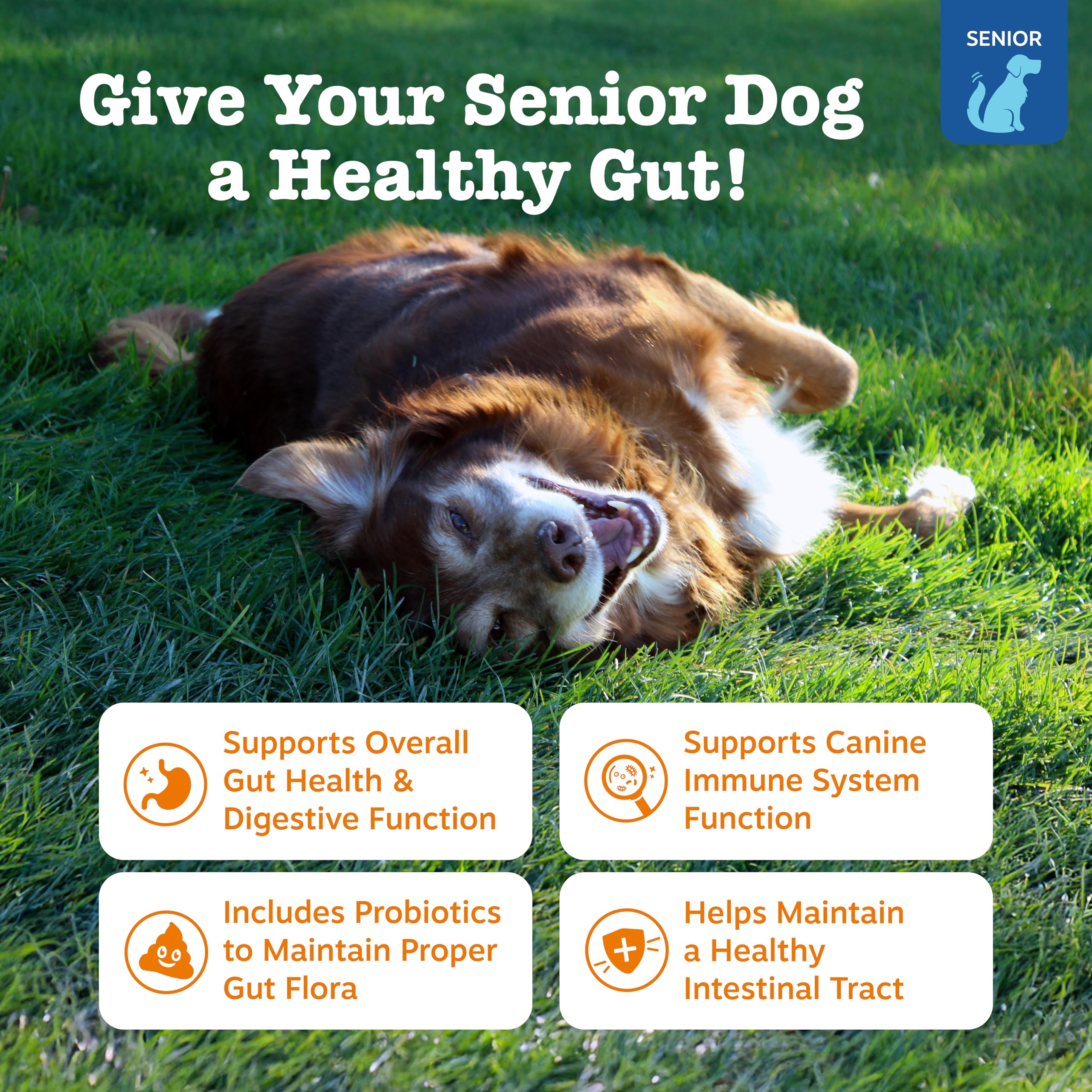 Zesty Paws DE111 probiotic chews for dogs; promotes gut microflora balance.
