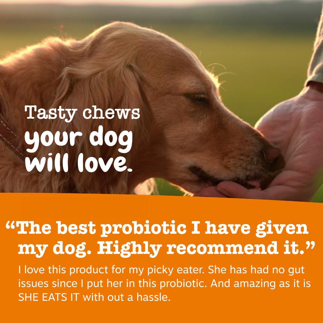 Dog eating a chew from Zesty Paws probiotic pack for daily support.