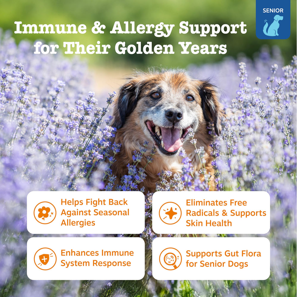 Close-up of Zesty Paws Senior Allergy Immune Bites chews highlighting salmon flavor.