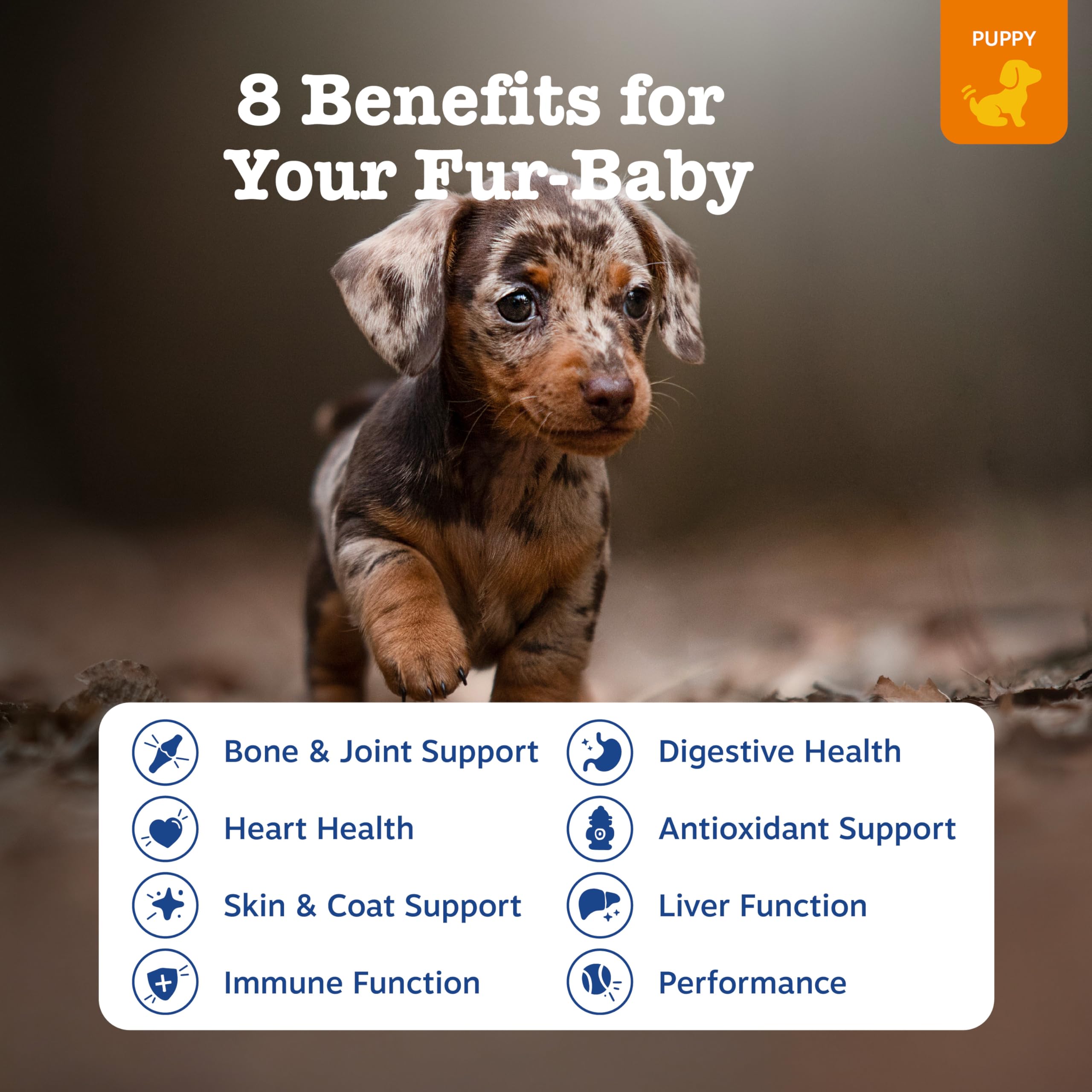 Zesty Paws Skin & Coat Support Chews help maintain healthy skin and a shiny coat.