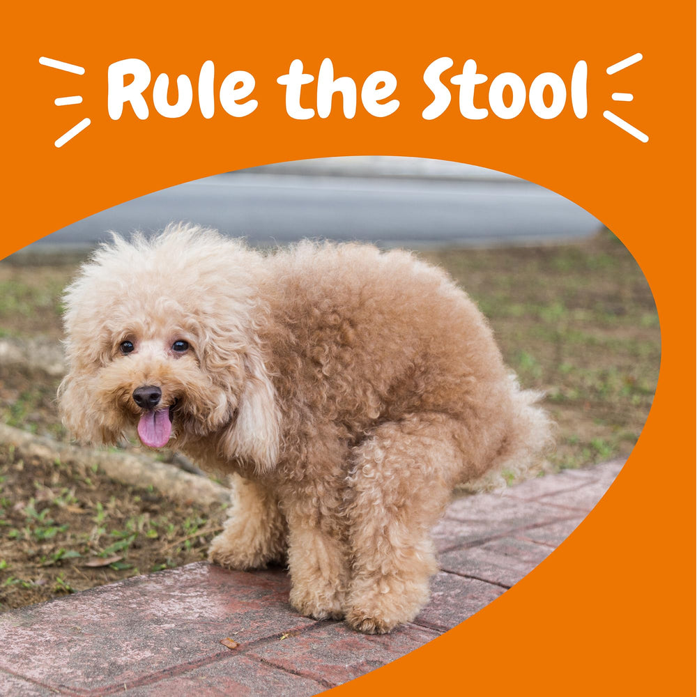 Zesty Paws Solid Poop Support Bites digestive blend with enzymes for gentle digestion.