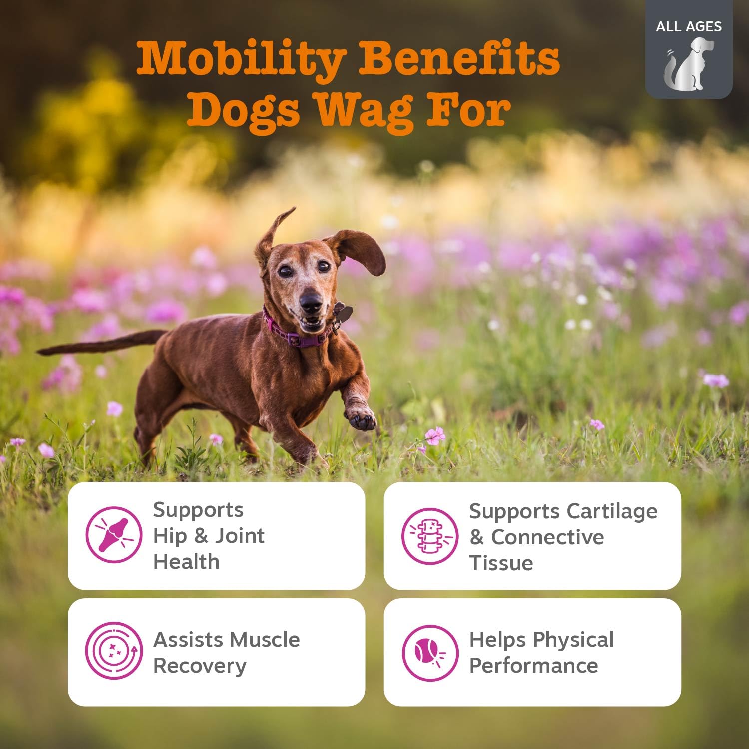 Glucosamine HCl ingredient in Zesty Paws Mobility Bites supports joints