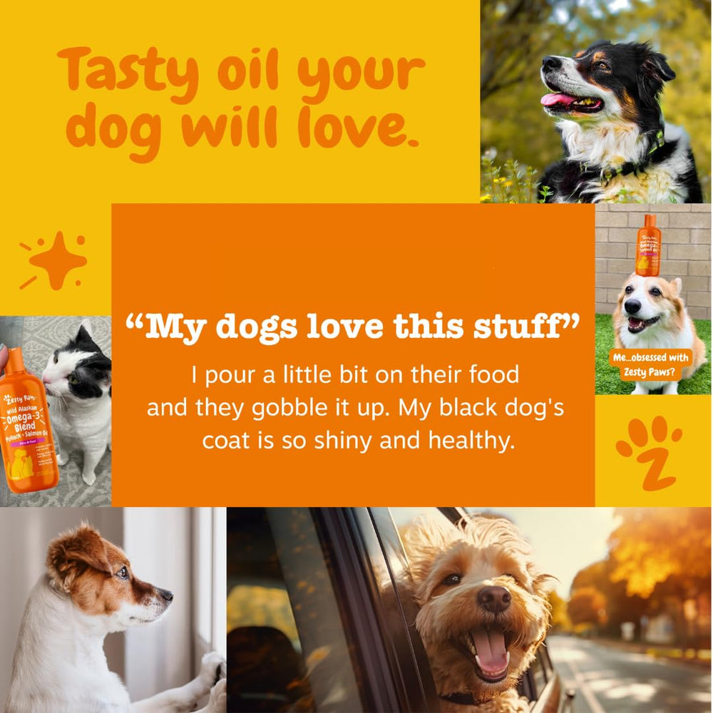 Cat meal time with Zesty Paws omega-3 oil added