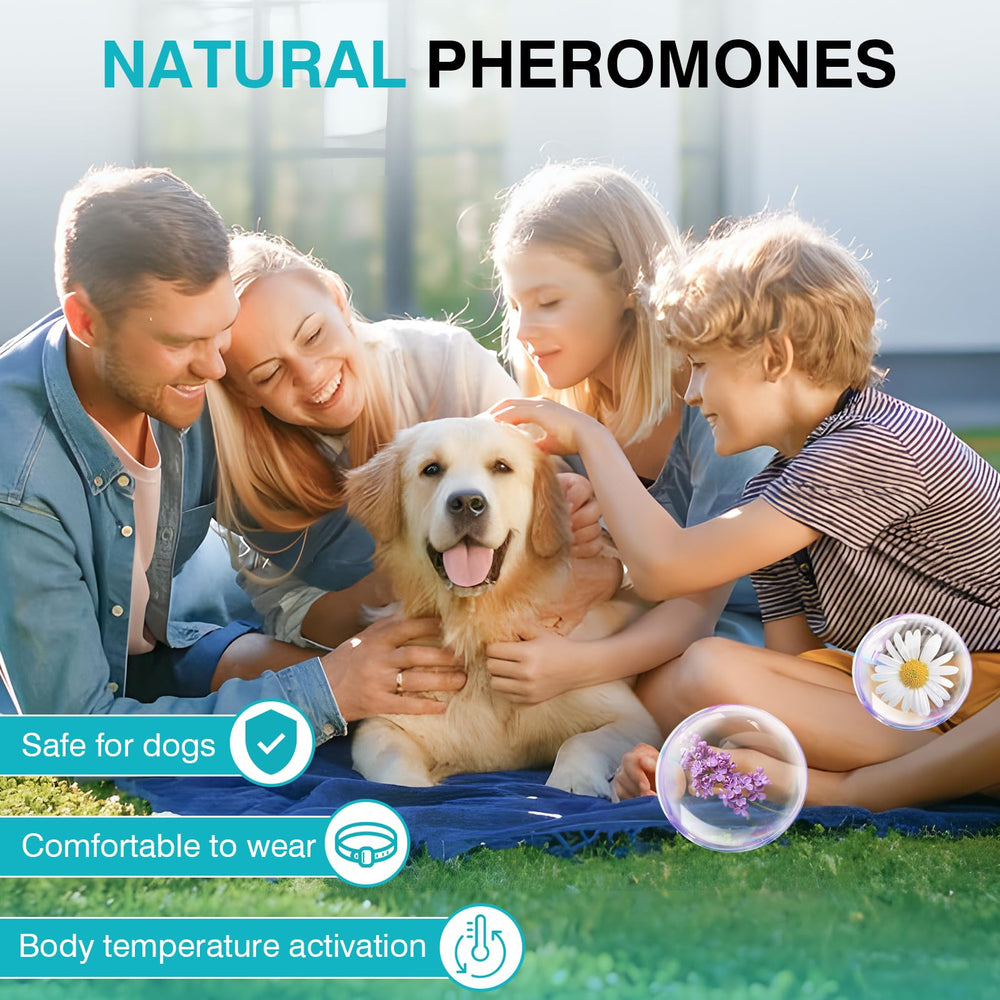 ZHANGK Calming Collar in use at home helps dogs stay calm.