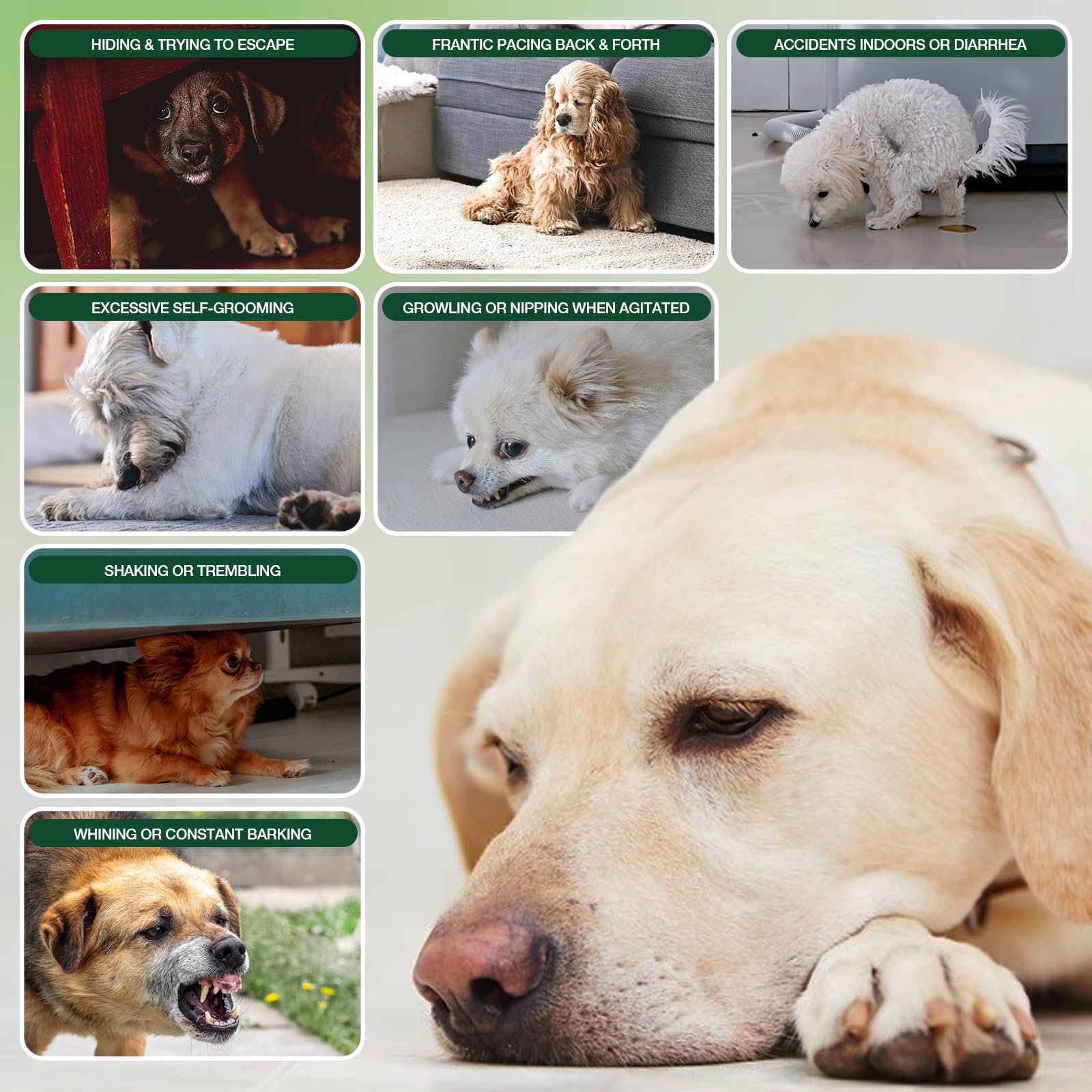 ZiehooGe Calming Chews ingredients display with chamomile and L-theanine for calmer mood.