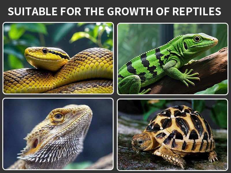 Zingbabu UVB Reptile Light low-glare LEDs protect reptiles' eyes.