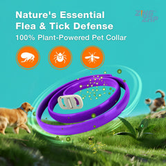 ZingZap adjustable purple collar fits many sizes for kittens to large dogs.