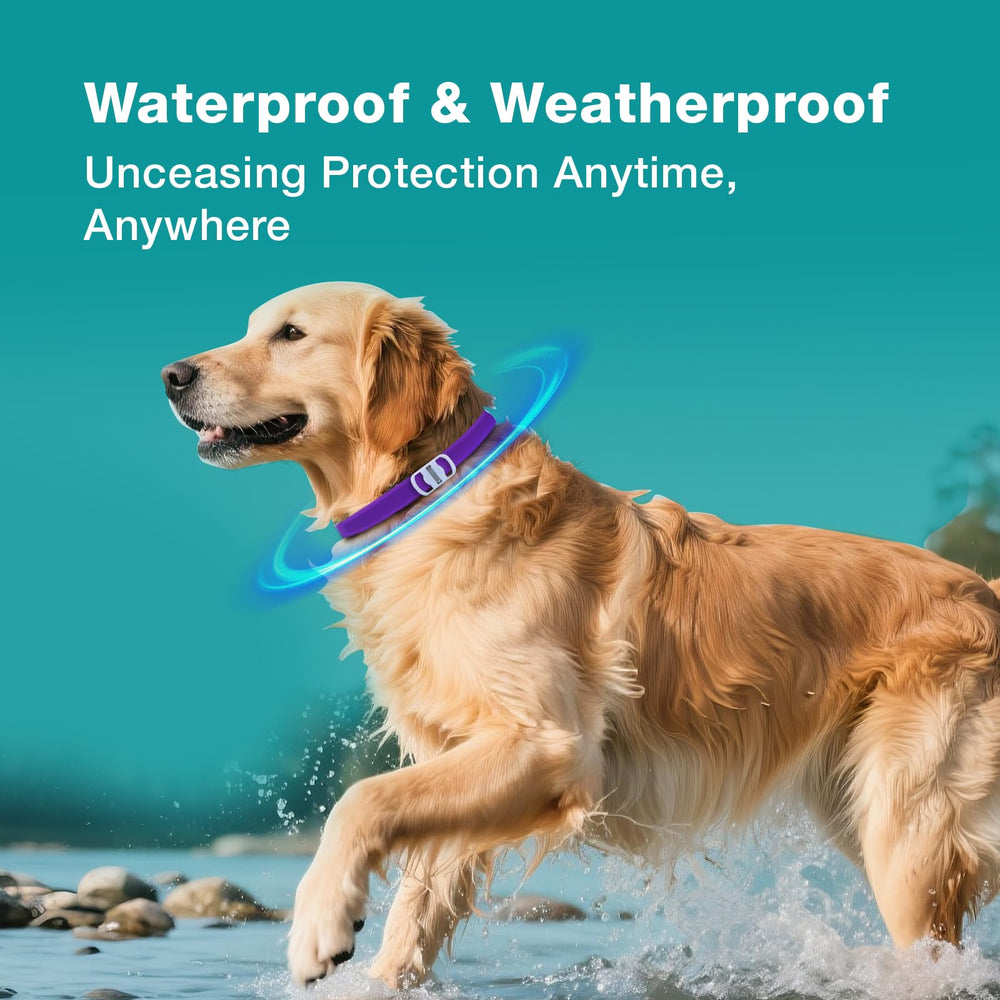 ZingZap built-in plant-based formula shown integrated into the collar material.