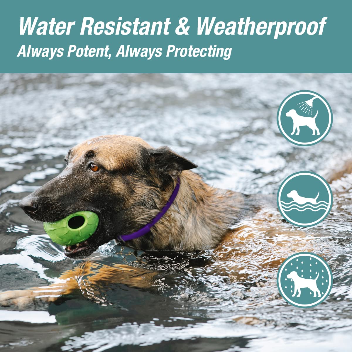 ZingZap blue collar is waterproof for all-weather wear.