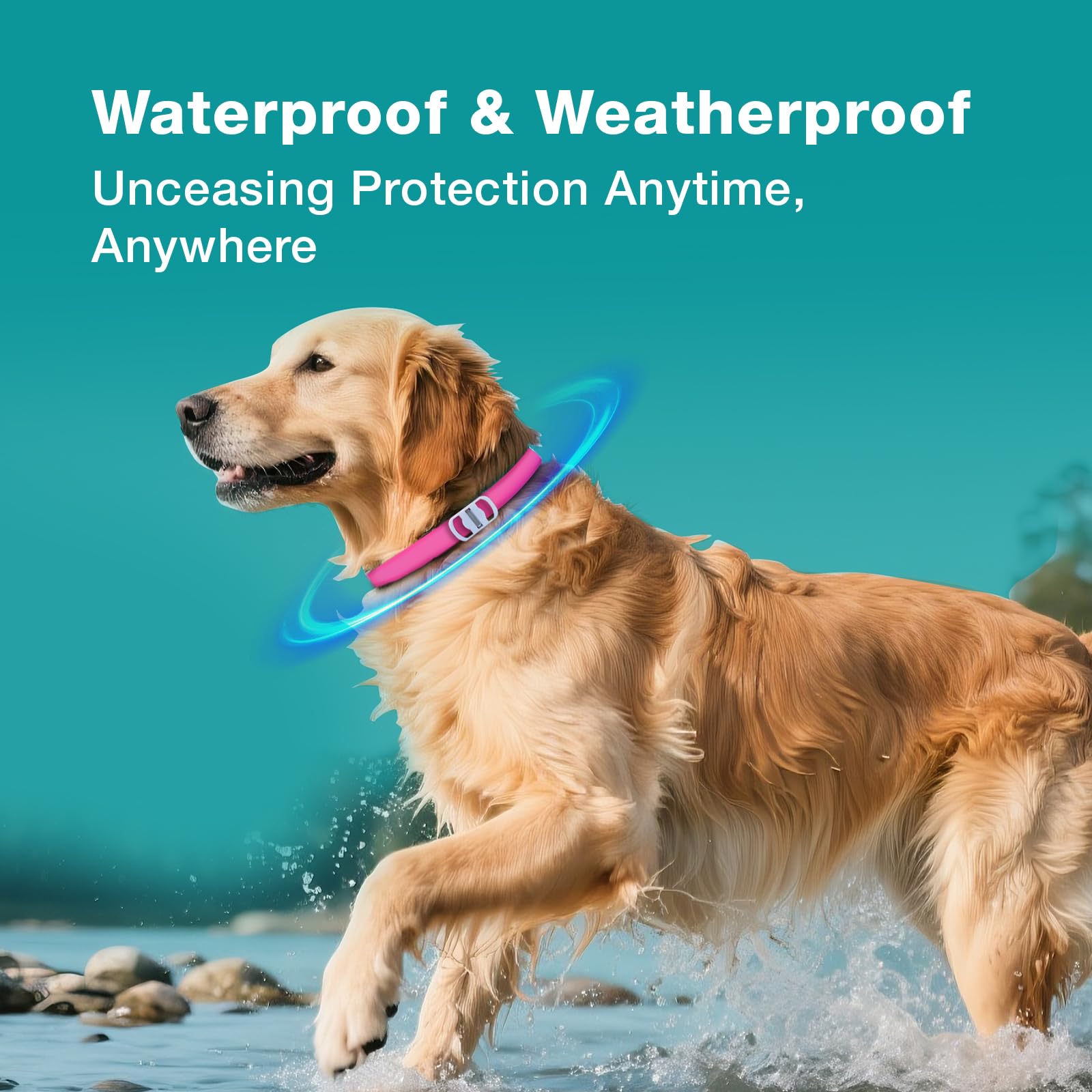 ZingZap pink collar close-up emphasizes embedded plant-based formula.