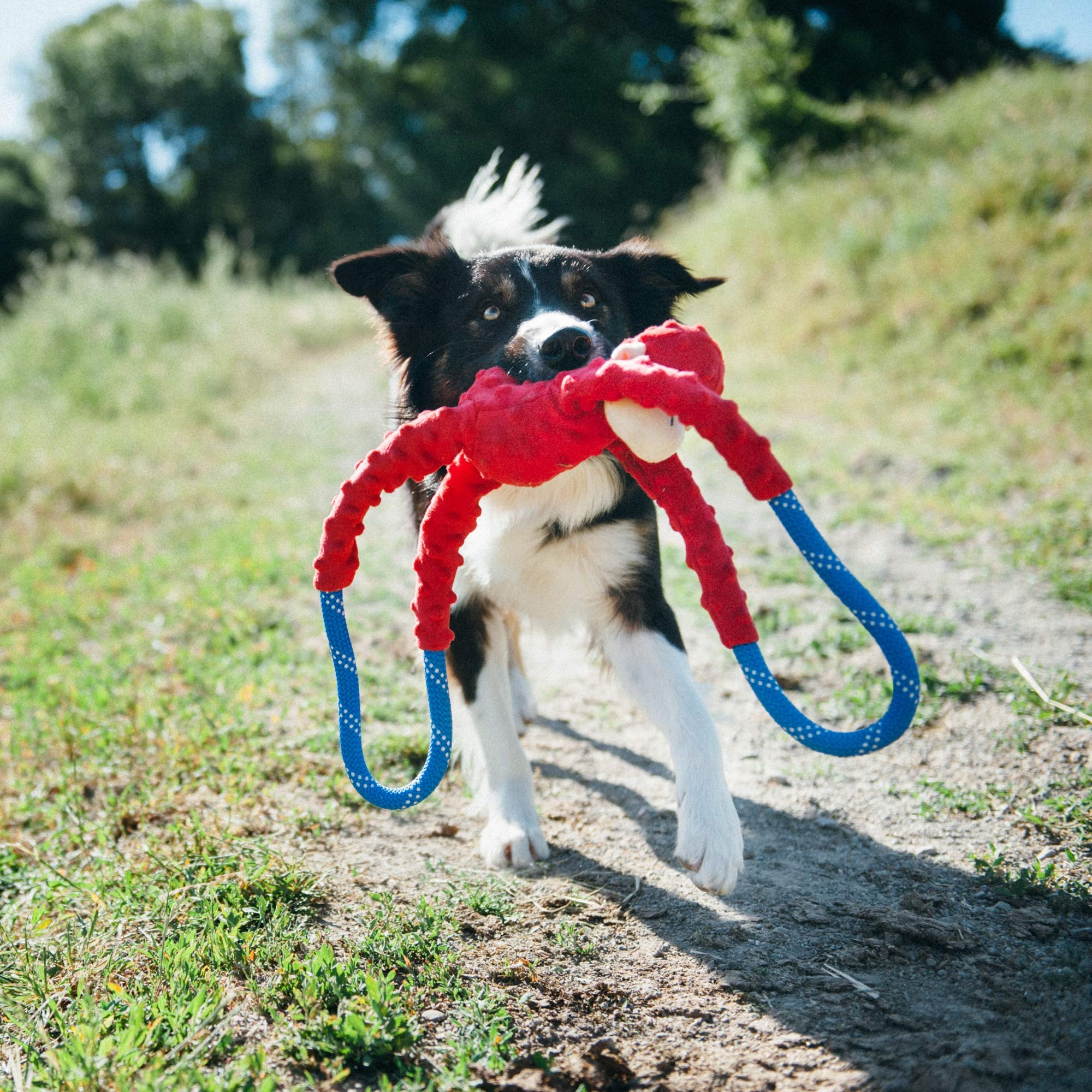 ZippyPaws RopeTugz uses heavy-duty climbing rope to resist strong tugs.