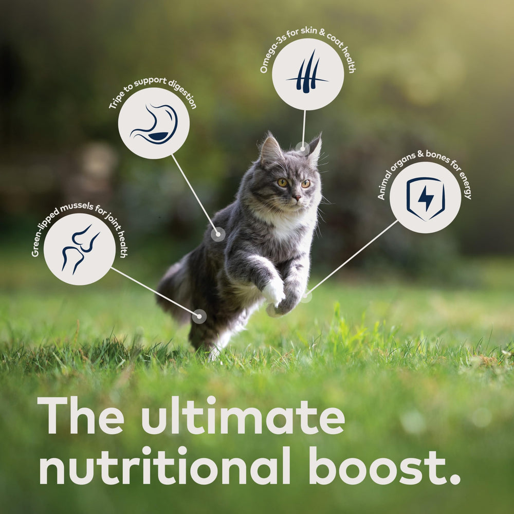 ZIWI Peak lamb pate can for cats delivering tasty protein source