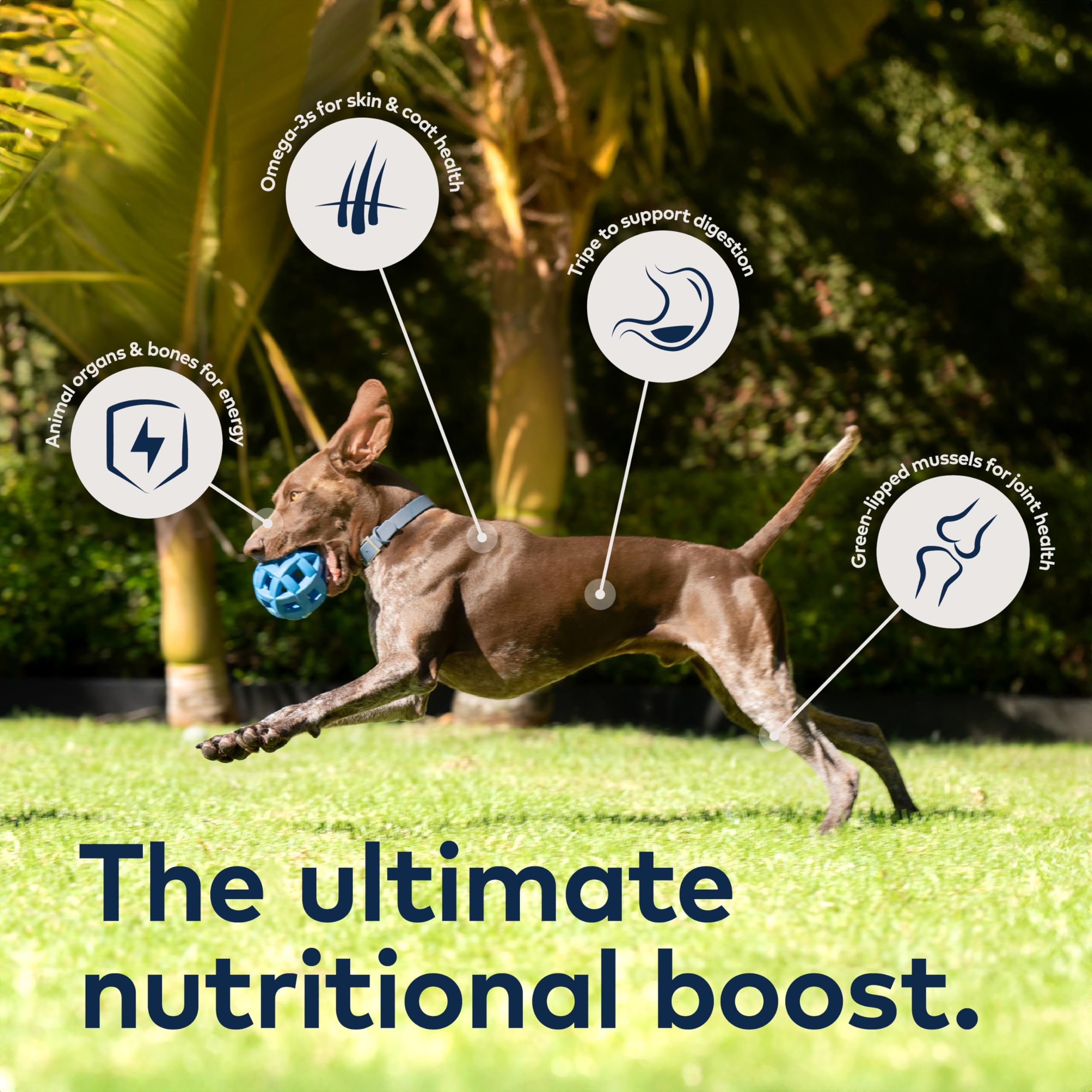 ZIWI Peak mackerel can – omega-3 rich for healthy skin and coat.