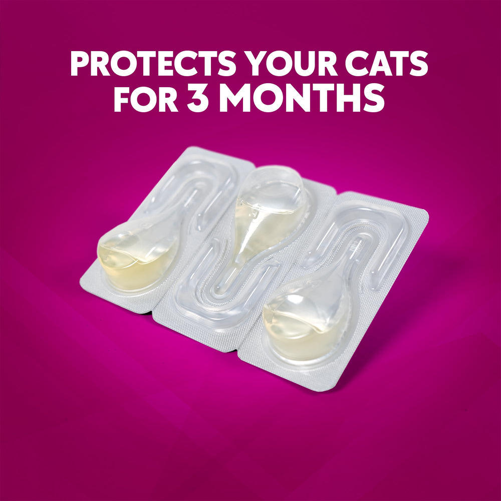 ZoGuard Plus three-dose pack for ongoing small-cat protection.